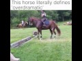 Over dramatic horse