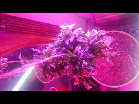 download lagu mp3 mp4 Putting Jam In Tea, download lagu Putting Jam In Tea gratis, unduh video klip Putting Jam In Tea