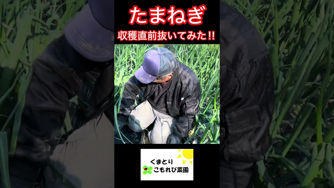 収穫2週間前のたまねぎ抜いてみた！ #家庭菜園 #農ある暮らし #くまとりこもれび菜園