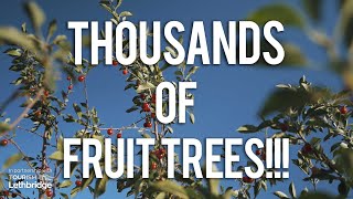 WE FOUND LETHBRIDGE'S FRUIT TREES!