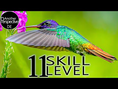 Die 11 Schwierigkeits-Level der Vogelfotografie | Anfänger bis Profi Fotograf