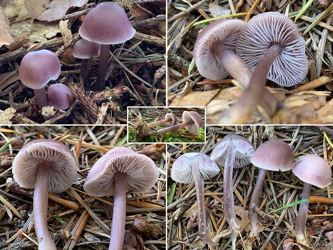 Pilzportrait - Lila Rettichhelmling, Gemeiner Rettichhelmling, Mycena pura