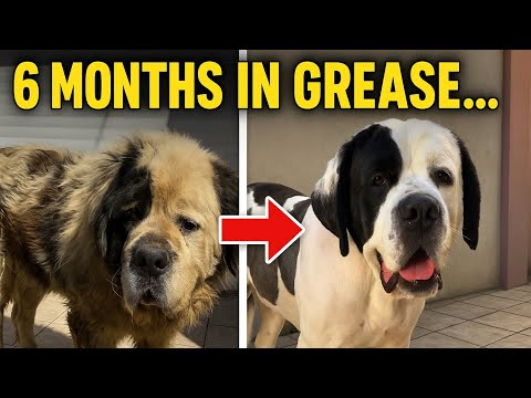 How We Saved a Factory Dog Covered in Grease! | grooming Saint Bernard