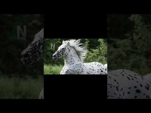 , title : 'CAVALO KNABSTRUPPER - Inacreditável! Os cavalos mais bonitos e poderosos que você já viu!'