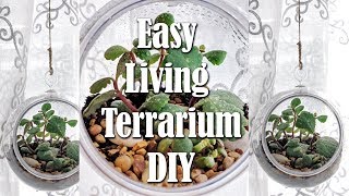 Dollar Tree Hanging Terrarium with Living Succulents DIY Easy Living Home Decor