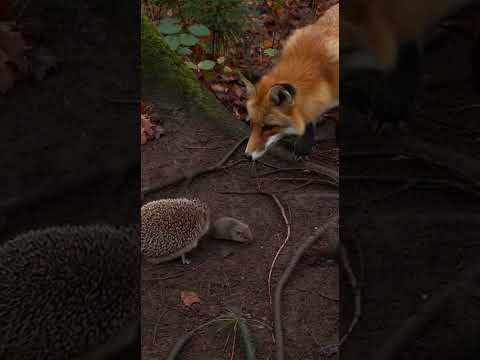 Hedgehog Strikes!  fox Faces Trouble PART 01🦔💥#Wildlife #Animals #Hedgehog