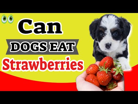 YouTube video about: Can dogs eat strawberry tops?
