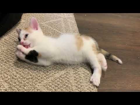 Niamh _ Self Cleaning Kitty  (Adopted)