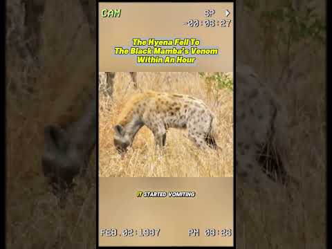 The hyena fell to the black mamba's venom within an hour. #animals #shorts #fypシ