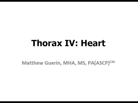 Thorax IV: Heart