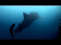 Three Whale sharks and baby Jellyfish at Sail Rock ...