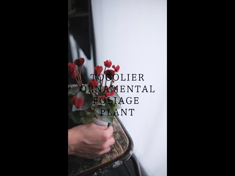 園芸 ヨーロッパシクラメン、パープルシクラメン、一般的なシクラメン、ピッグズローフ