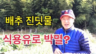 #14 배추 진딧물 친환경 박멸 방법/ 한아름 통큰 배추 무 재배기술 제14편 난황유 제조방법과 효능