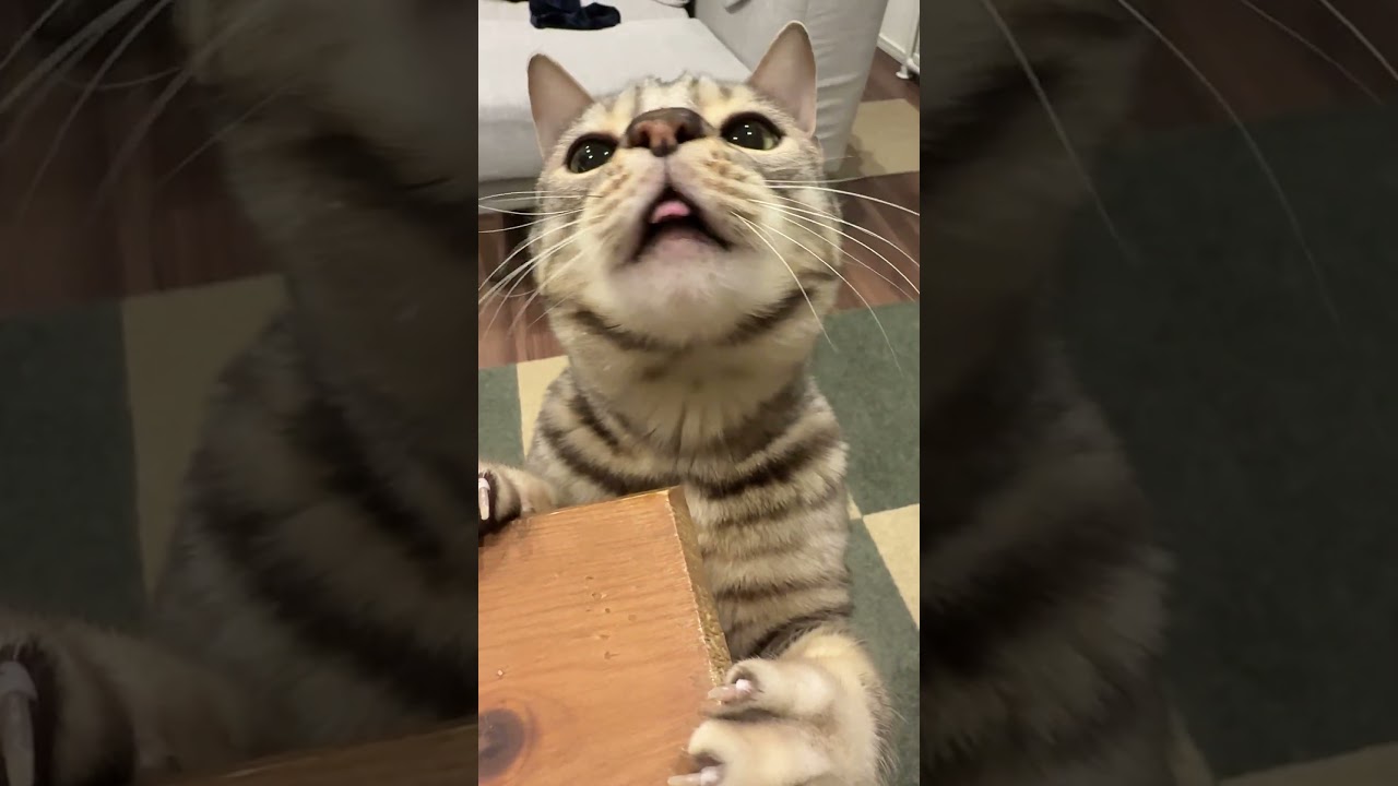 ブヒブヒ言う猫 #ベンガル #ルトロゼ #猫