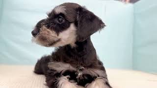 ミニチュアシュナウザーの動画01