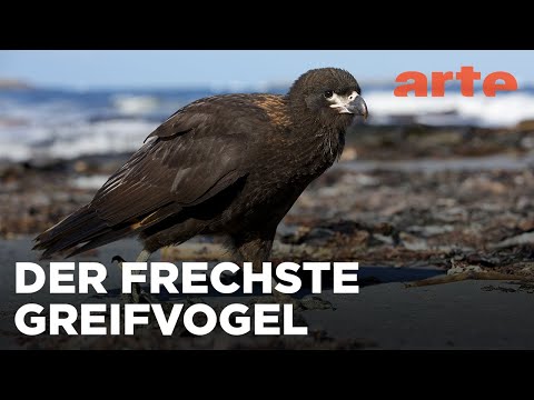 Leben am Limit | Legenden der Lüfte | ARTE Fernweh