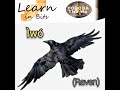 Animals in Yorùbá Language : Ìwó (Raven) #learn #animals #birds #yoruba #nigeria