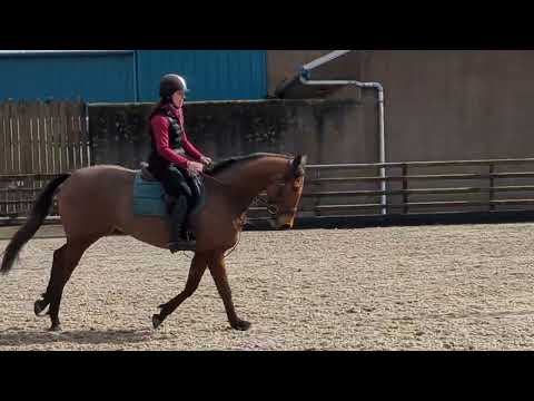 148 4yo Event/Jumping Pony - Image 2