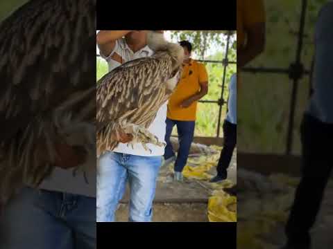 Rescue team rescues extinct vulture found again in India#vulture#short