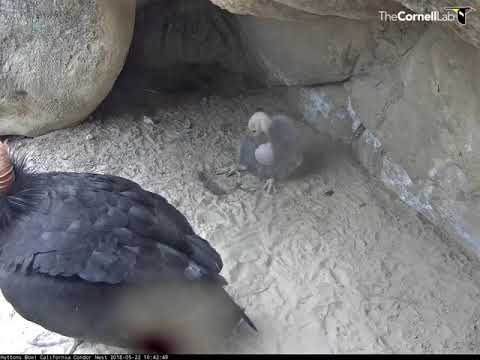 Hutton's Bowl Condor Chick Has Full Crop After Feeding – May 22, 2018