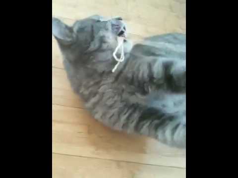 Cat eats string