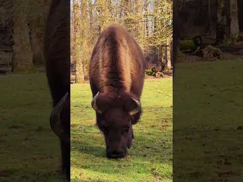 American bison 🦬. #viral #wildlife #baffalo #bison #america #video
