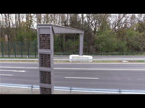 Kleine Maus, viel Aufsehen – So funktioniert die Haselmausbrücke