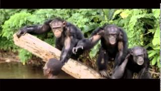 Drvg Cvltvre - Ape Shall Not Kill Ape