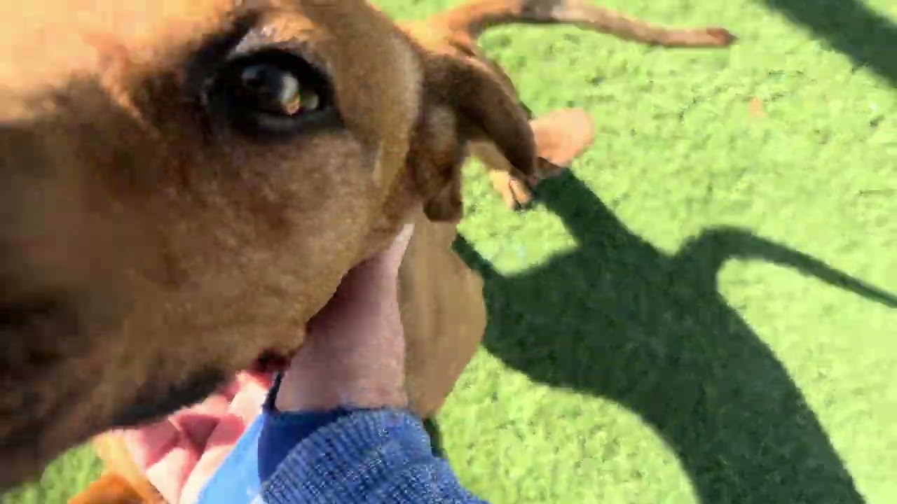 HOUND , a ADOPTABLE Coonhound in Wasco, CA video 6/6
