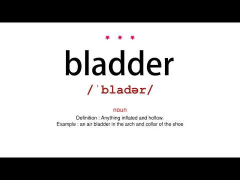 How to pronounce bladder - Vocab Today