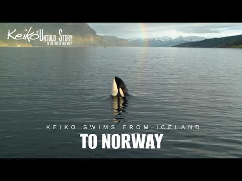 Keiko swims from Iceland to Norway