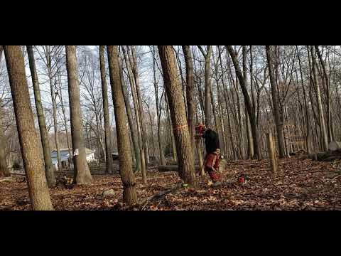 Felling an oak tree with plunge cut method