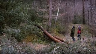 Ancient woodland restoration - Craggach Wood, Scotland | Woodland Trust