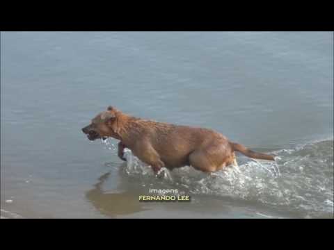 A incansável Rebeca!