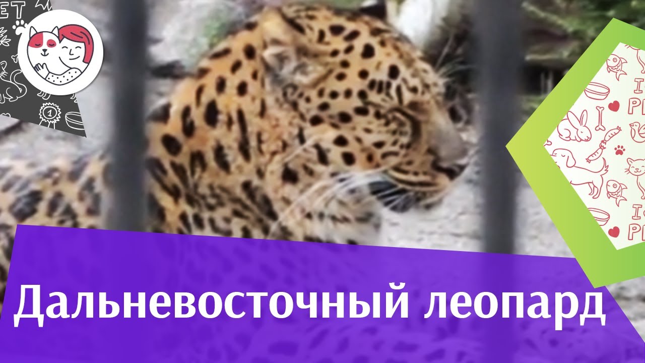 Дальневосточный леопард Размножение на ilikepet