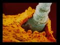 Auto motivação em forma de mensagem e vídeo