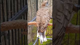 Download lagu #perkutut #klangenan #katuranggan #shortsfeed mp3