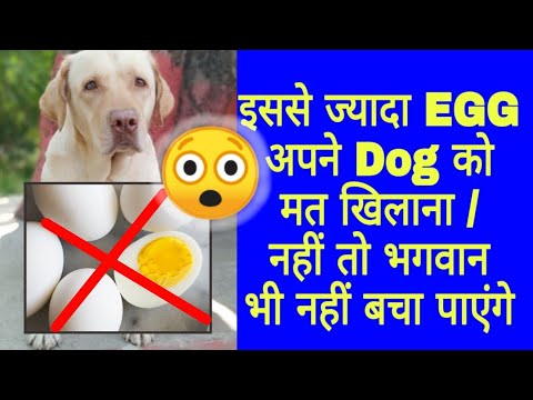 download lagu mp3 mp4 How Many Eggs A Day For Dogs, download lagu How Many Eggs A Day For Dogs gratis, unduh video klip How Many Eggs A Day For Dogs