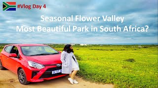 Day Trip from Cape Town | Seasonal Flower Valley in West Coast National Park South Africa