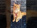 Why Orange Cats Are The BEST