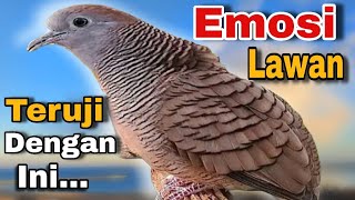 Download lagu Perkutut lokal gacor Pancingan burung perkutut agar cepat BUNYI mp3