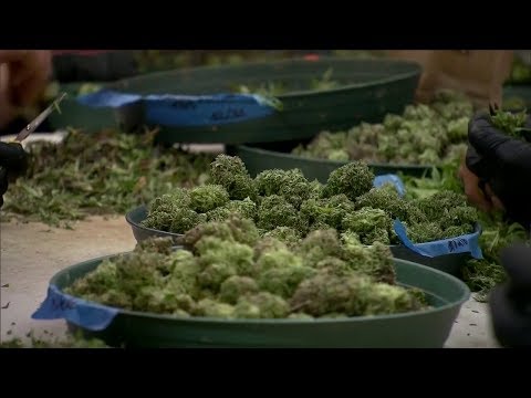 NJ Medical Marijuana
