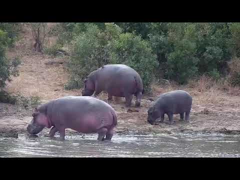Djuma: Hippos heading out to graze - 06:24 - 06/18/21
