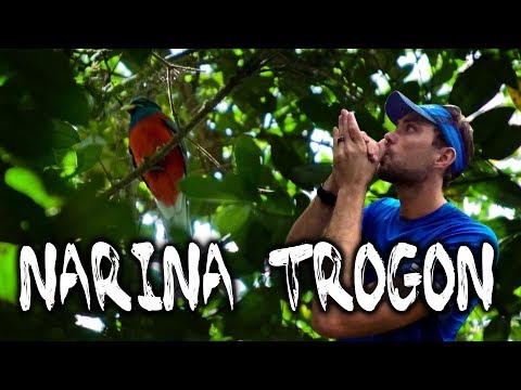How to call a Narina Trogon: Birding in South Africa