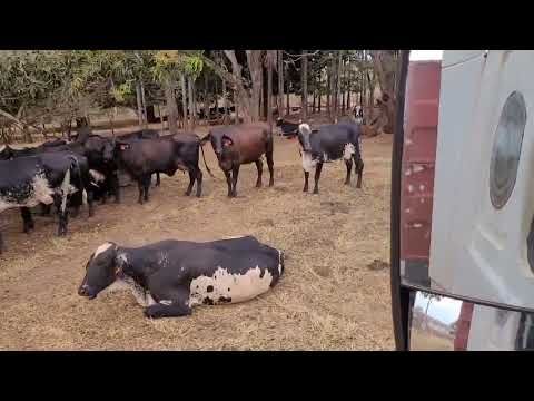 FINALIZANDO DESCARGA, FAINA,ARAGUAPAZ E SANTA ROSA GOIÁS...