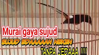 Download lagu murai gaya sujud neken tanpa jeda nembak kenarian mp3 Download lagu murai gaya sujud neken tanpa jeda nembak kenarian mp3