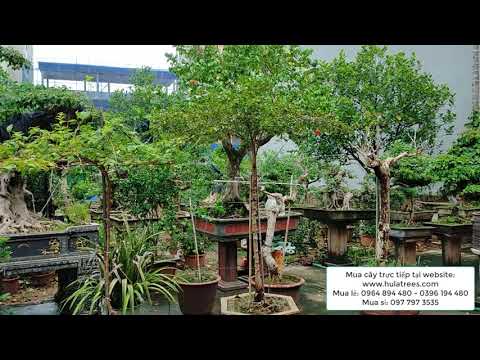 Bán cây lựu hạnh thoát thân đẹp