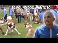 Investigating Why These Saint Bernards Are In Attack Mode Cesar 911 Season 2 Ep 6 Part 1