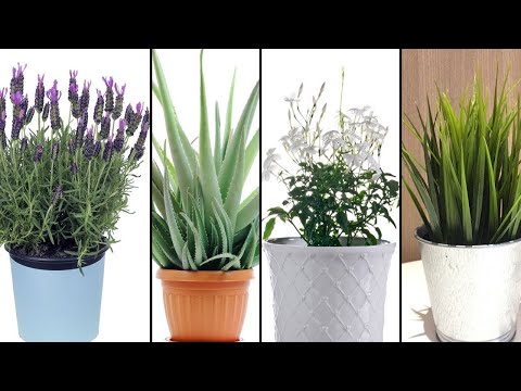 Warum es eine gute Idee ist diese Pflanzen im  Schlafzimmer zu haben