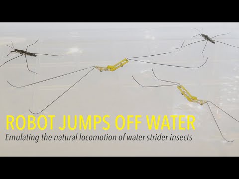 Robot Jumps Off Water: Emulating the natural locomotion of water strider insects